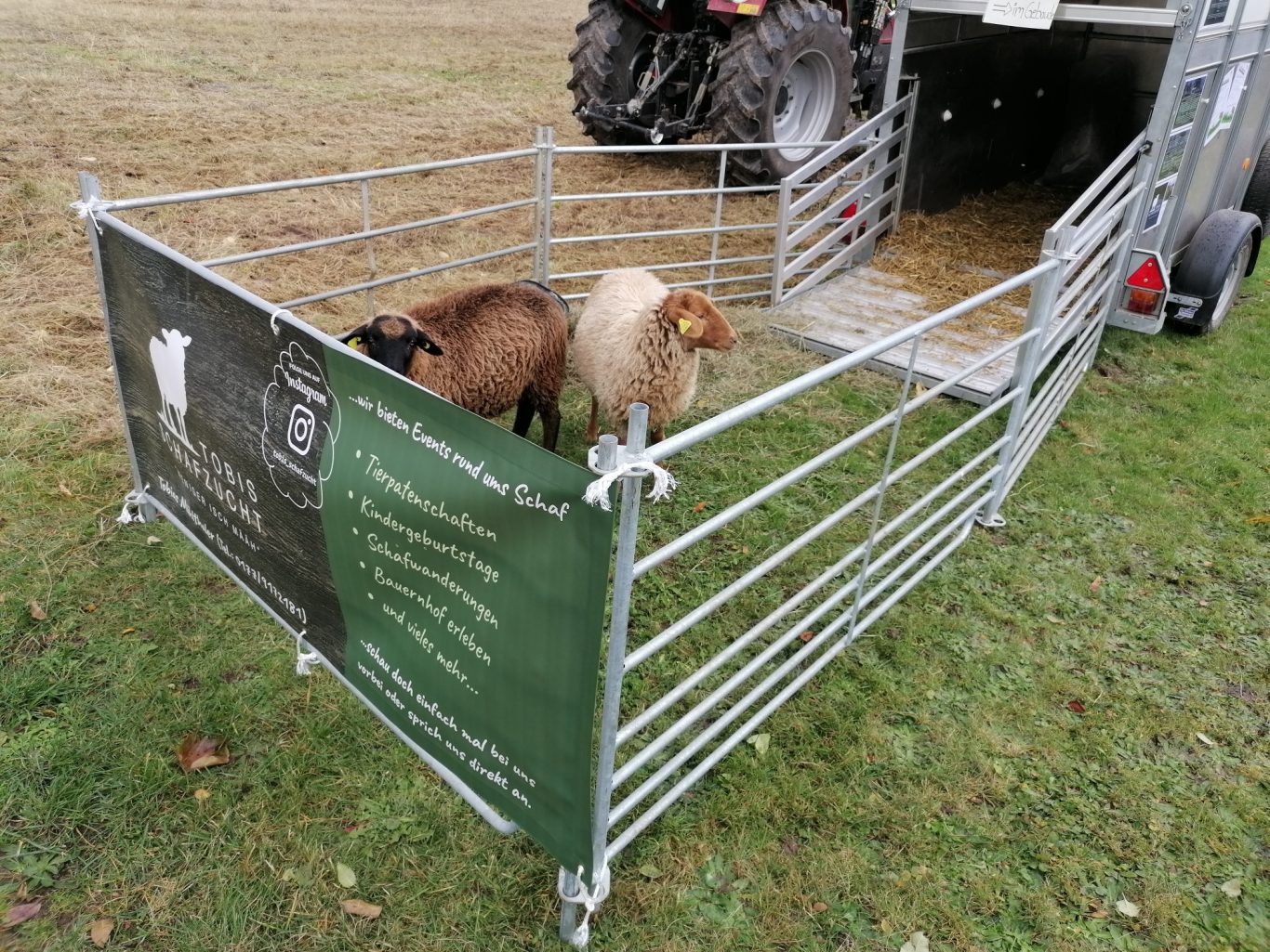 Unsere Schafe auf Tour