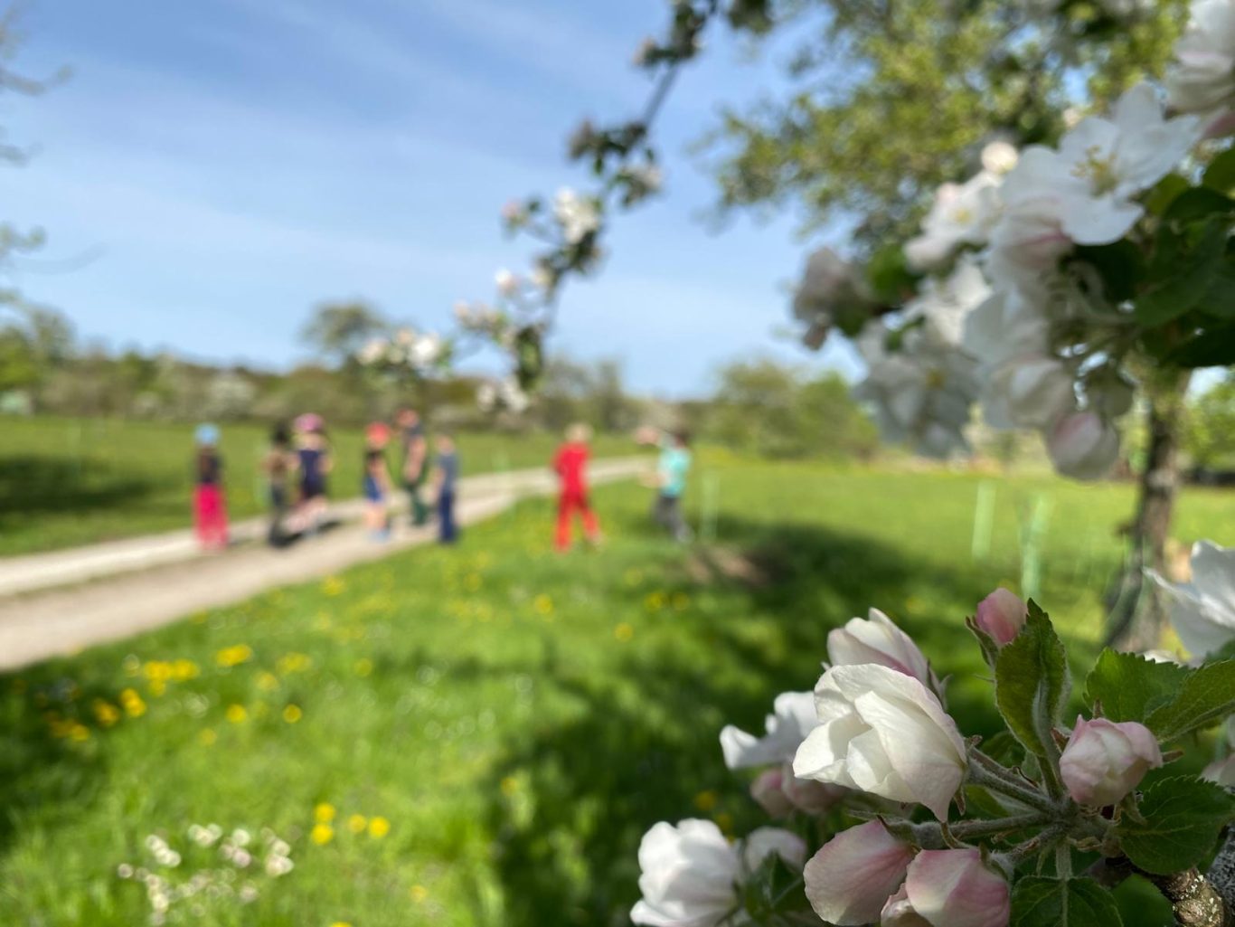 Schafwanderung als Schulausflug