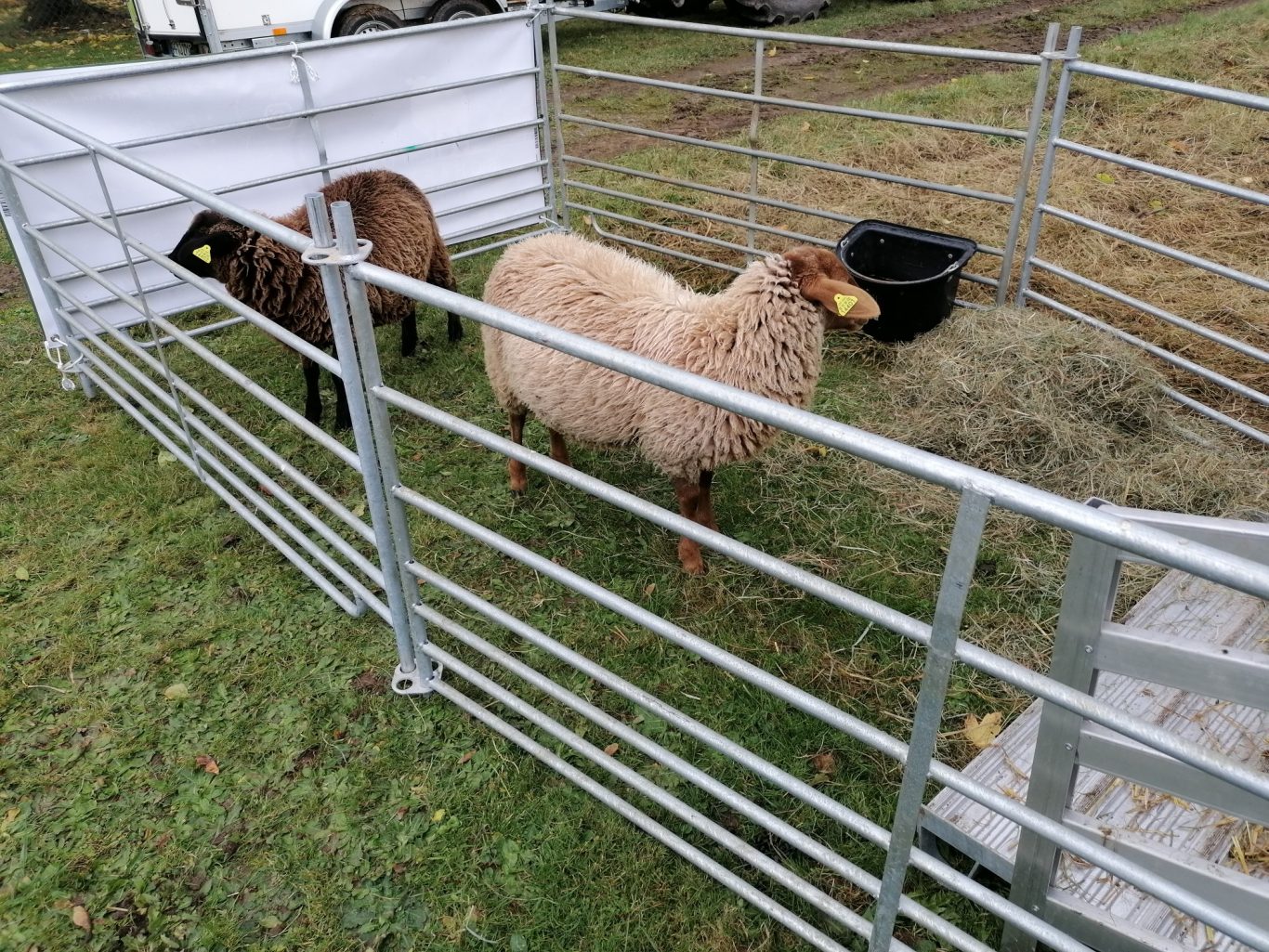 Schafe im mobilen Bauernhof