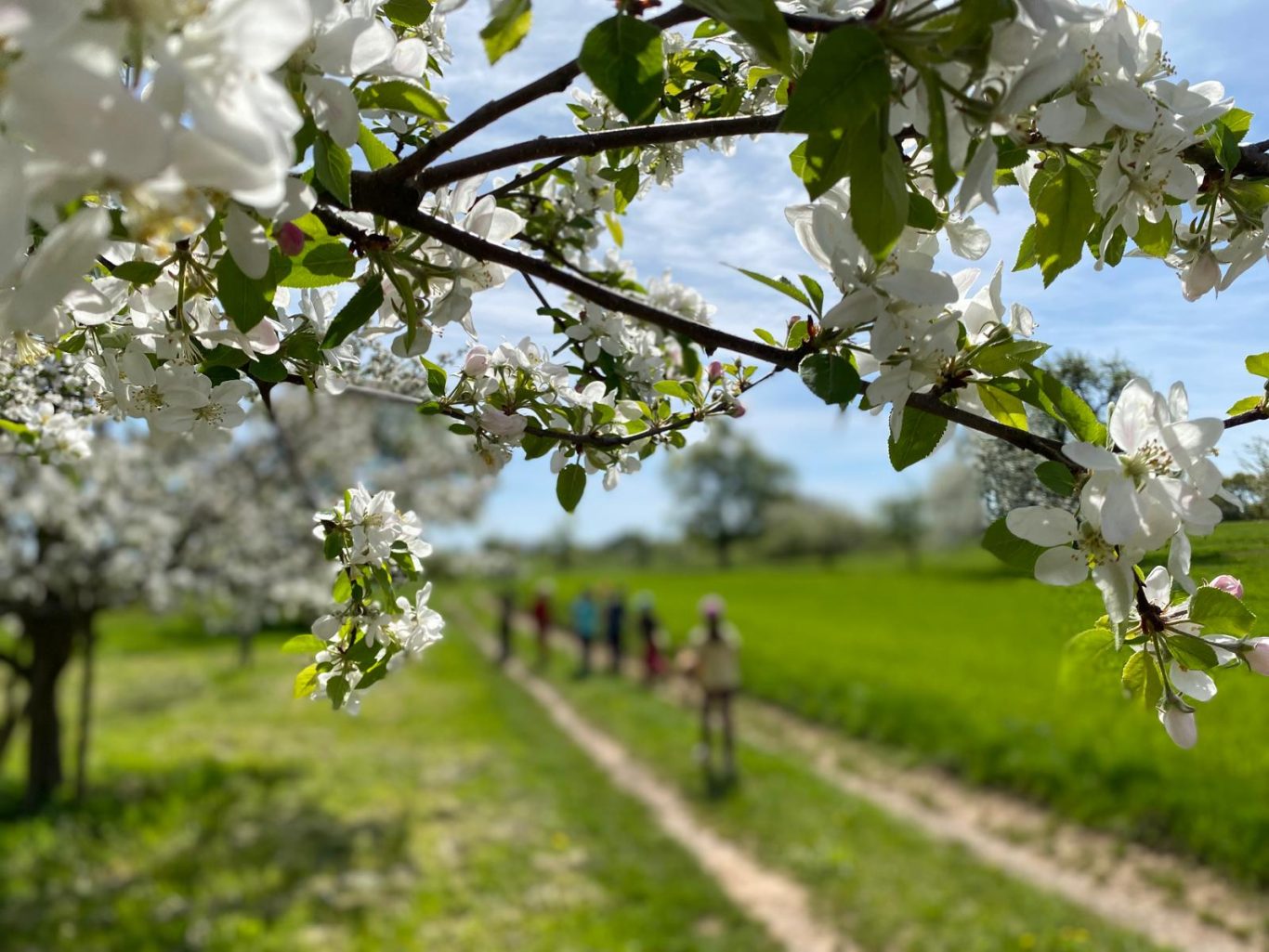 Schafwanderung beim Kindergeburtstag